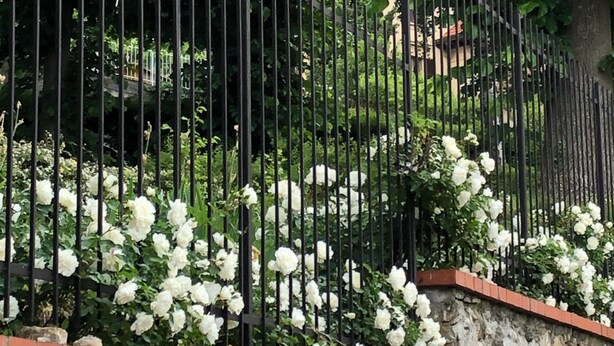 A black metal fence with white flowers climbing over it. - A o Soâ B&B (Savignone)
