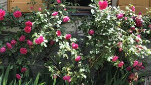 A garden with pink roses in front of a building with yellow shutters. - A o Soâ B&B (Savignone)