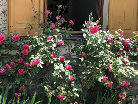 Jardín