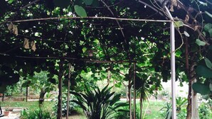A covered outdoor area with a tiled floor, surrounded by greenery and potted plants. - Aloha House (Formia)