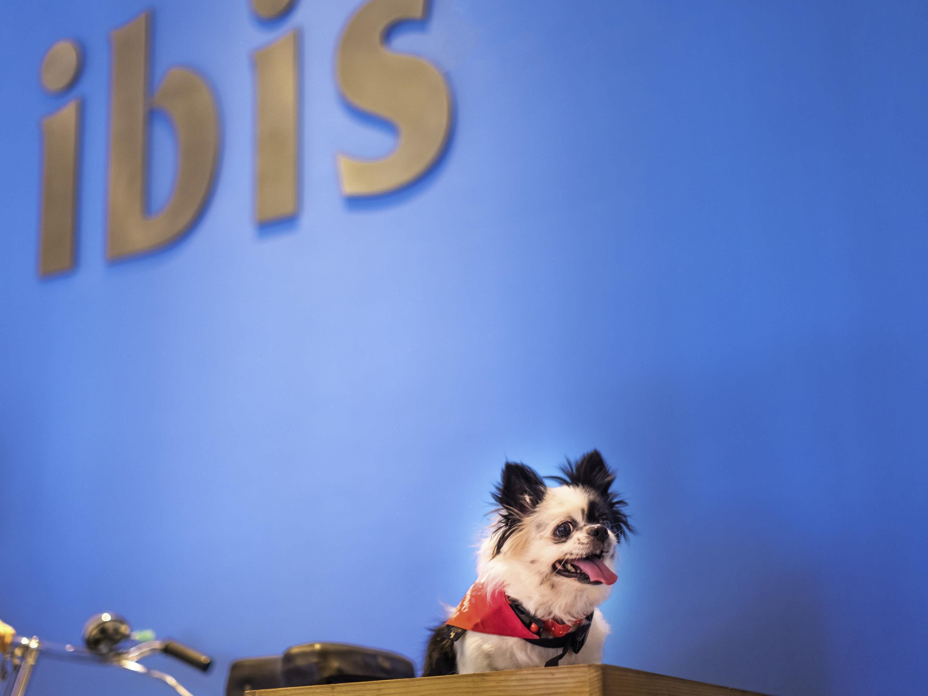 Un petit chien portant un t-shirt rouge, assis devant un fond bleu, sur lequel on peut voir les lettres « ibis ».