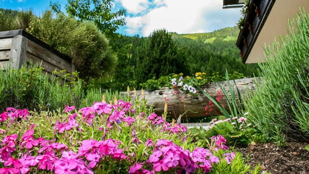 A garden with vibrant pink flowers, a wooden fence, and a building with a sloped roof.