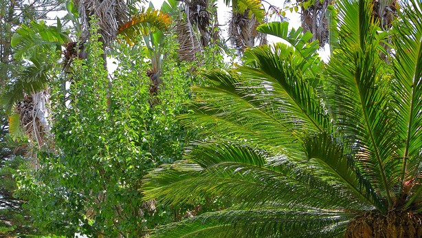 Un jardin luxuriant, avec une variété de plantes tropicales et une pelouse bien entretenue.