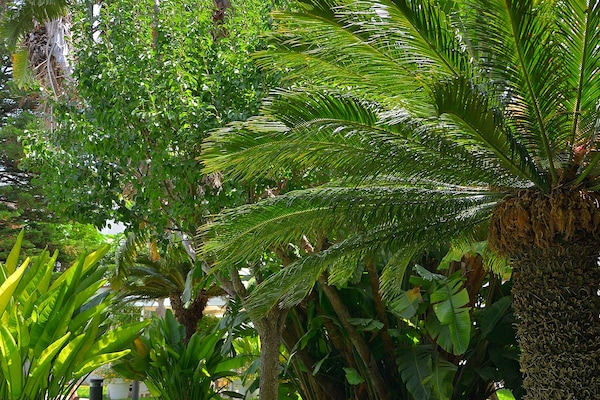 Giardino