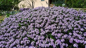 A house with a garden full of purple flowers. - A'Loro B&B (Terranuova Bracciolini)