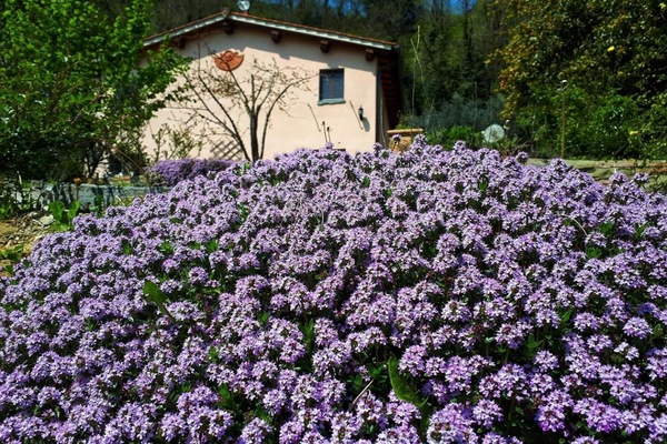 Esterni
