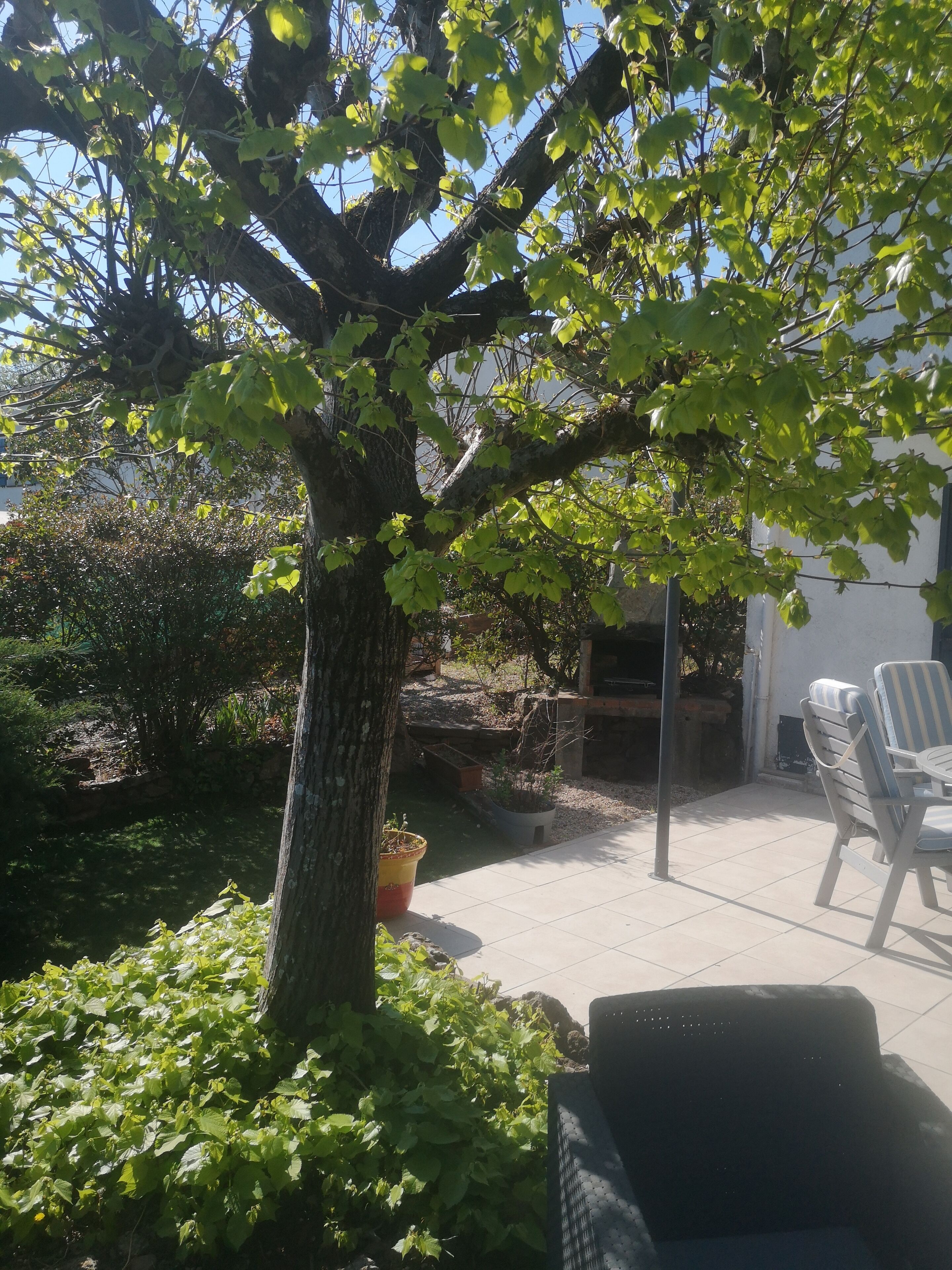 A tree-lined patio with outdoor furniture and a stone wall.