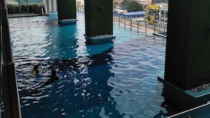 An indoor swimming pool with clear water, surrounded by large pillars and a view of buildings in the background. - Summer 's Homestay (Seri Kembangan)