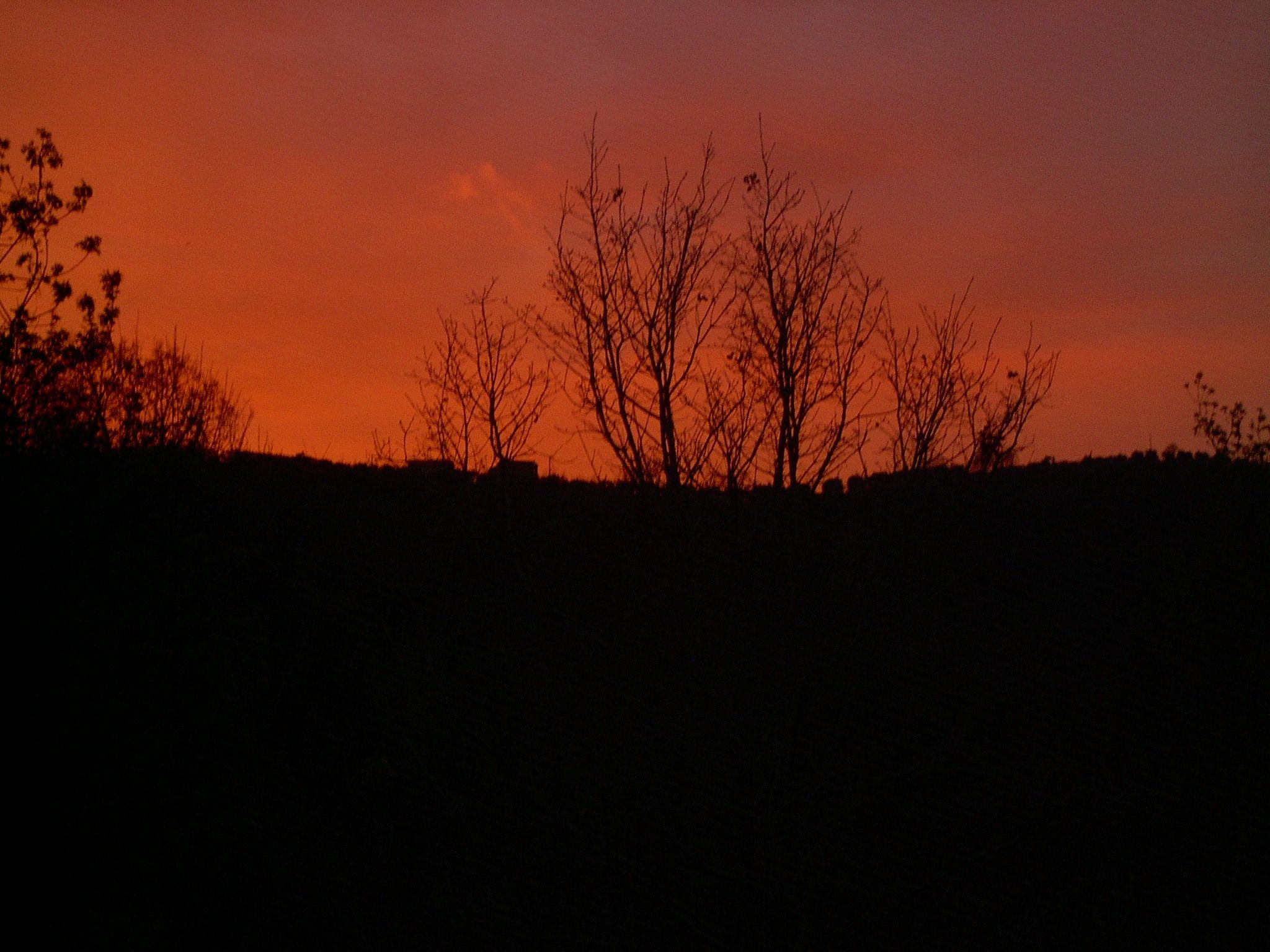 Silhuetas de árvores sem folhas contra um céu de pôr do sol.