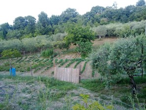 Property grounds - Agriturismo le Cammarose (Felitto)