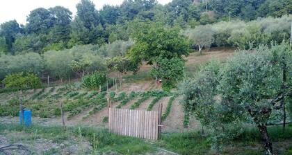 Agriturismo le Cammarose