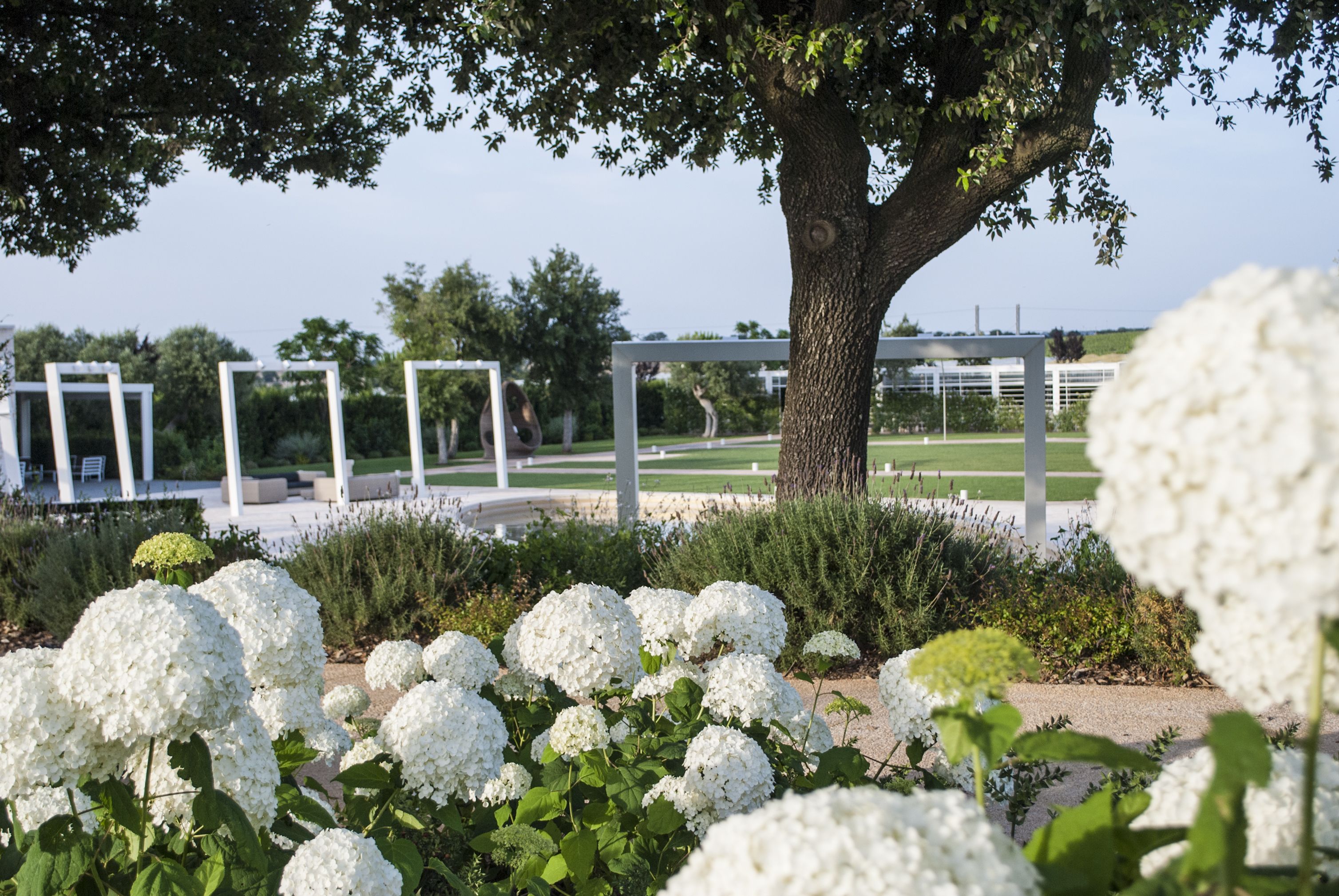 Un jardín con arbustos de hortensia blanca y un árbol grande.