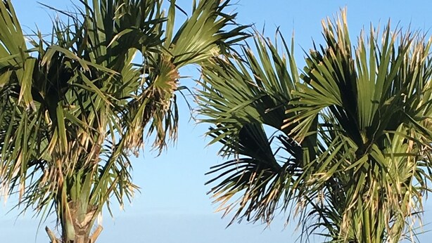 Two palm trees with ocean views.