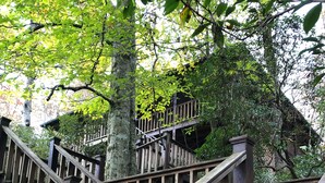 A wooden staircase leading up to a wooden deck surrounded by trees.