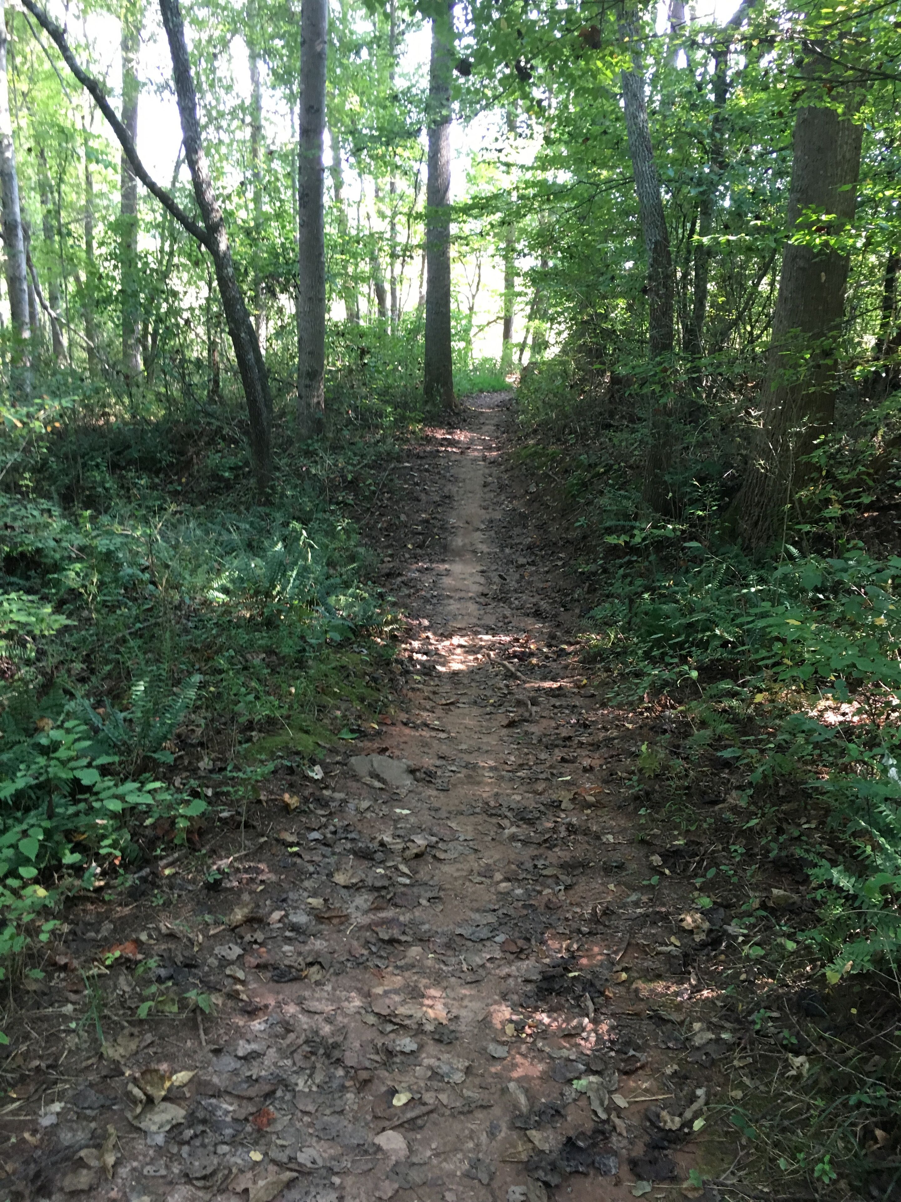 A forested path with dense foliage on both sides.