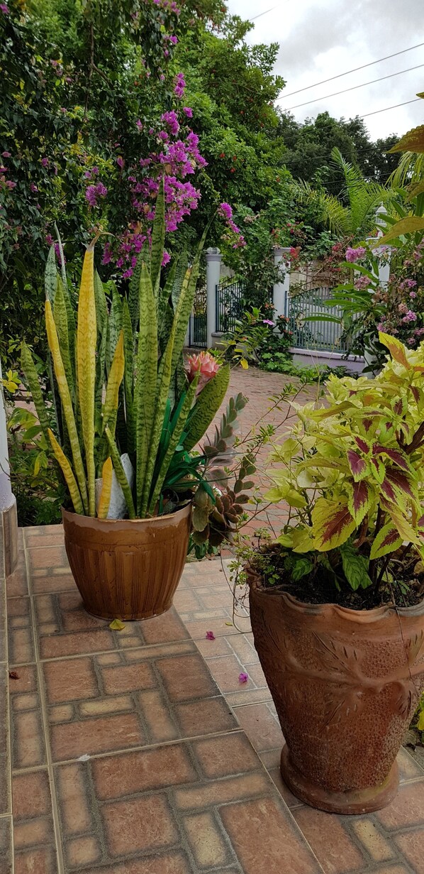 Garden - Jamaica Villa Sweetsap (Montego Bay)