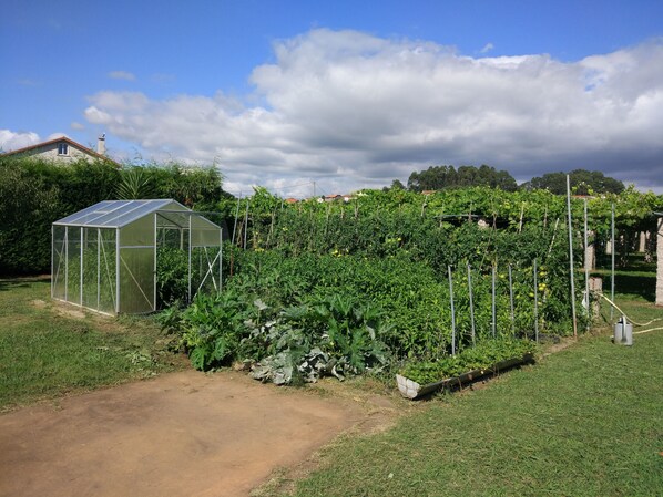 A greenhouse with a clear roof, surrounded by a garden with various plants and a dirt path.