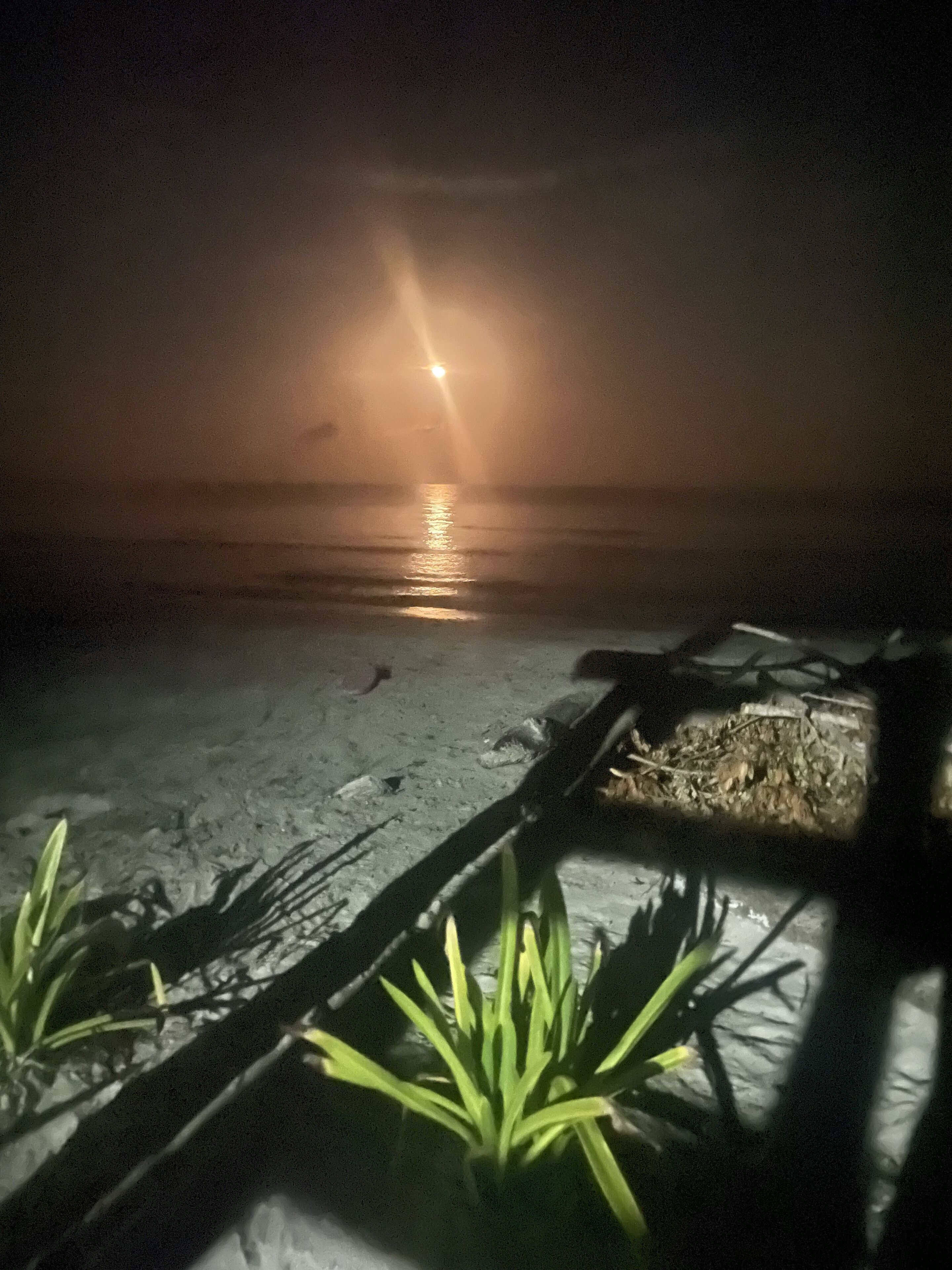 A beach scene at night with a visible moon reflection on the water, some vegetation in the foreground, and a structure partially in shadow.