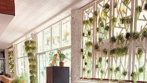 A spacious room with a wooden sofa set, a table, and a cabinet. There are potted plants on the windowsill and hanging from the window. - I am Chiangrai (Chiang Rai)