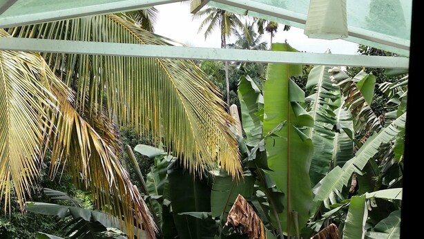 Ein überdachter Außenbereich mit Tisch und Stühlen, umgeben von üppigen Bananenpflanzen und Blick auf Palmen.