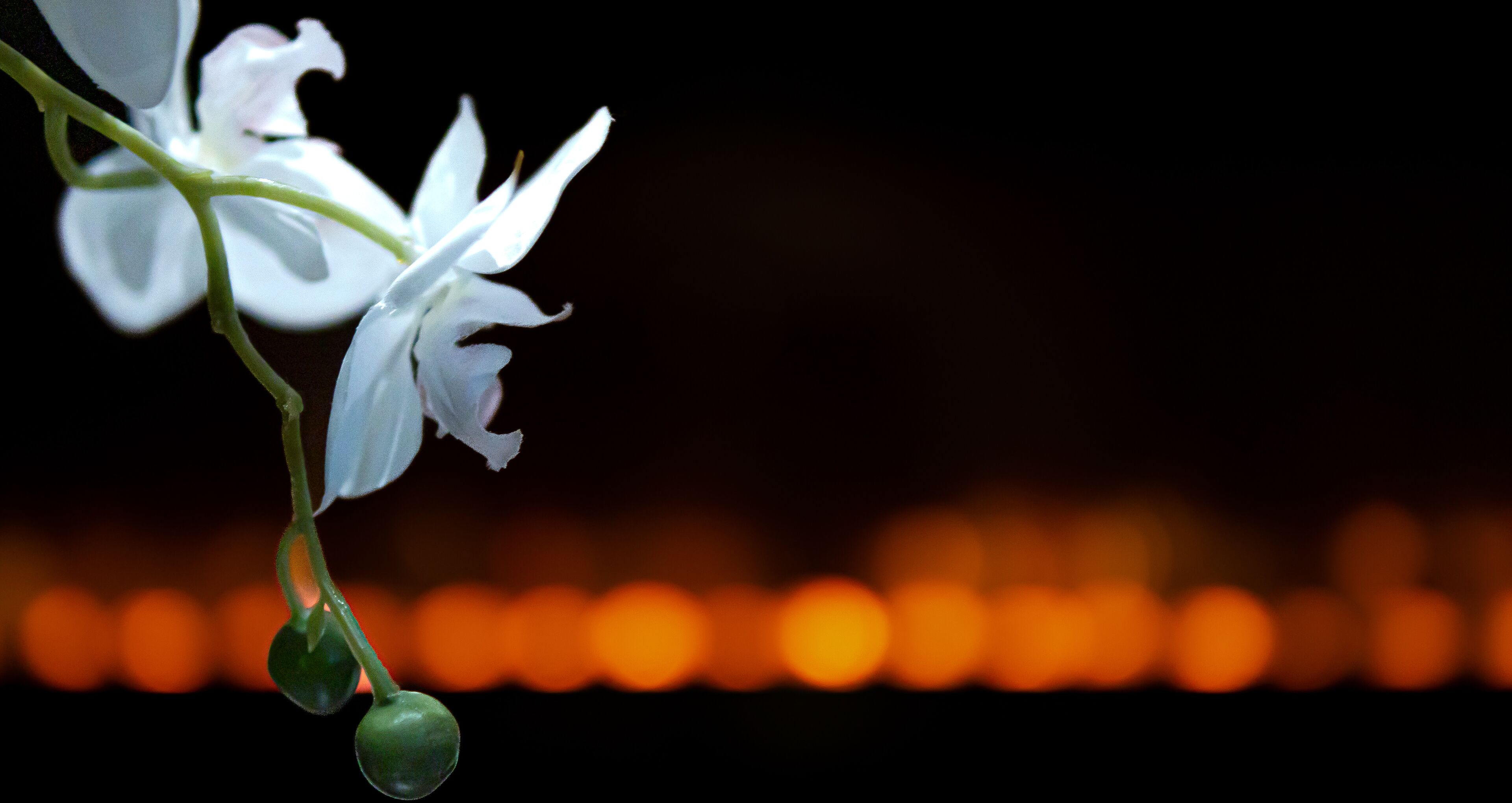 A close-up of white flowers with a blurred background of lights.