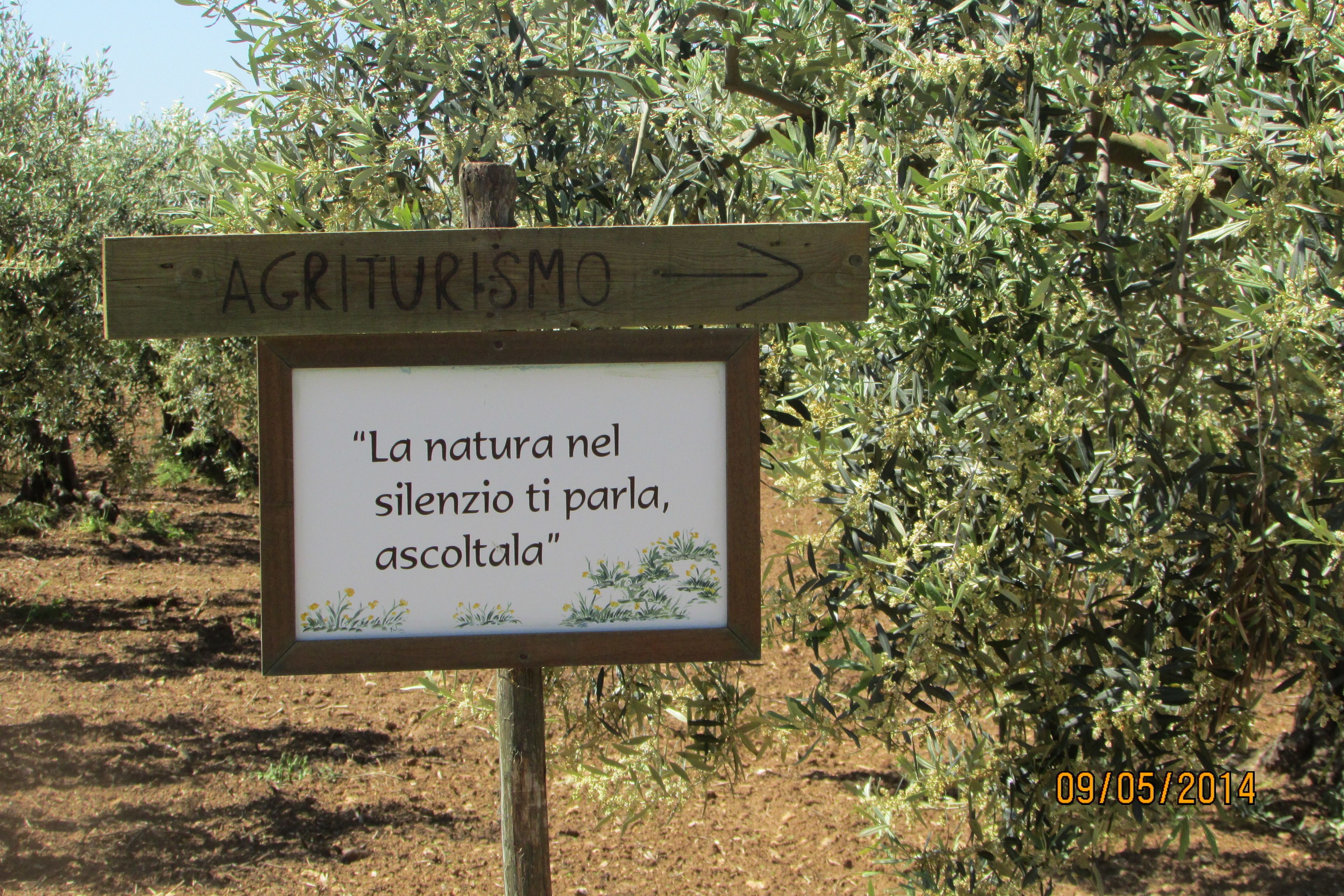 A wooden sign with a quote in Italian, surrounded by olive trees.