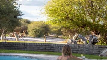 Outdoor pool, pool umbrellas, pool loungers