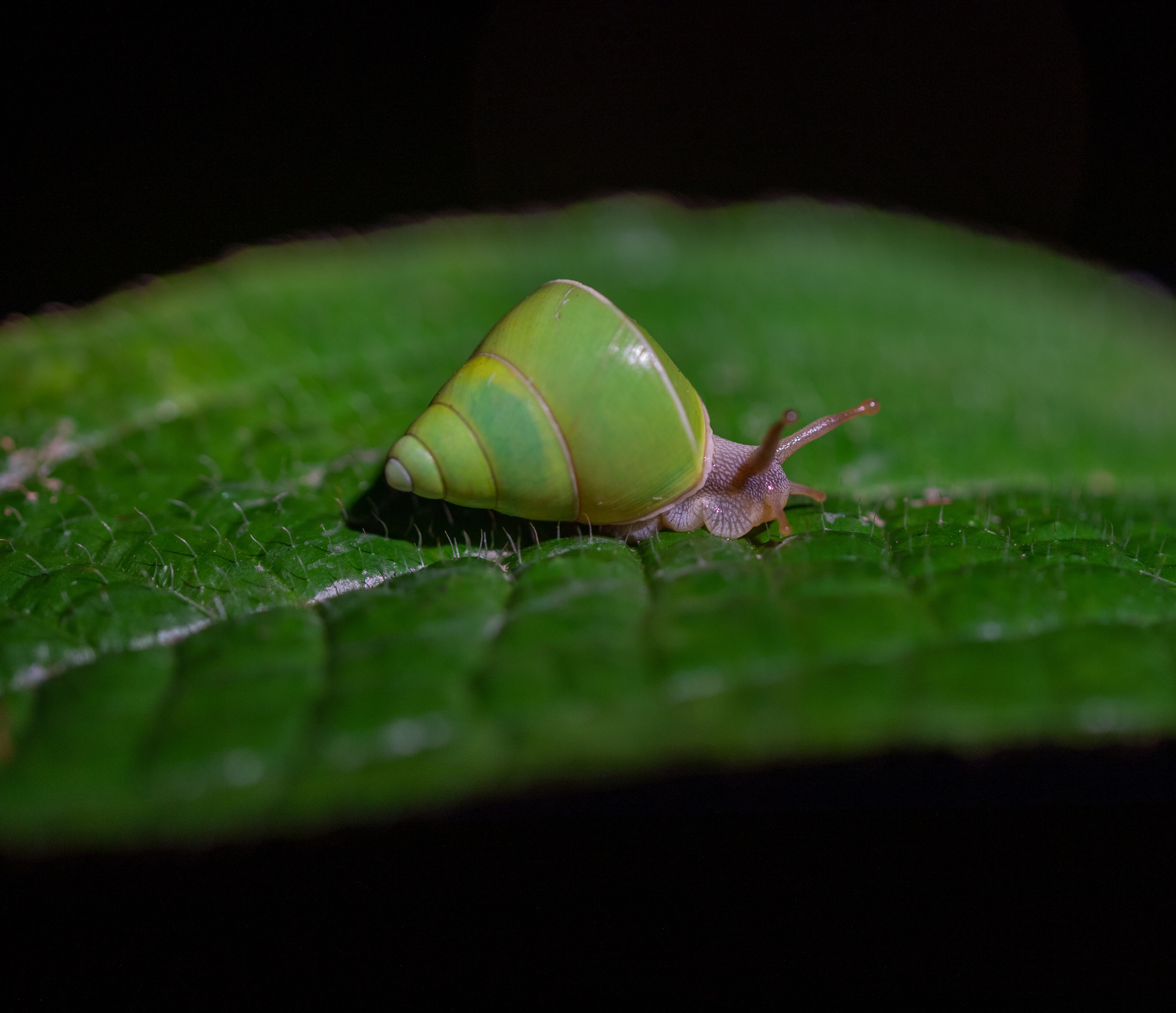 Un caracol sobre una hoja verde.