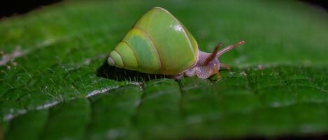 Un caracol sobre una hoja verde.