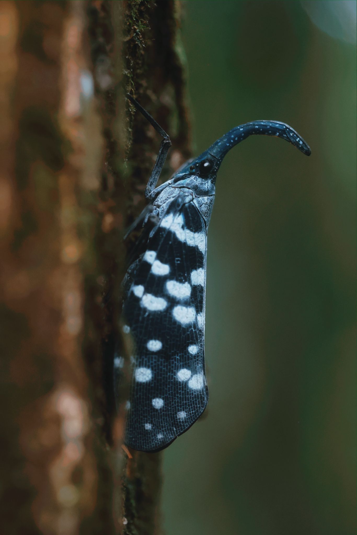 Gros plan d’un papillon de nuit aux ailes noires et blanches, parsemées de taches, posé sur le tronc d’un arbre.