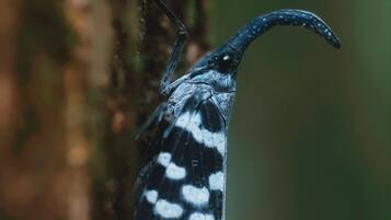 Gros plan d’un papillon de nuit aux ailes noires et blanches, parsemées de taches, posé sur le tronc d’un arbre.