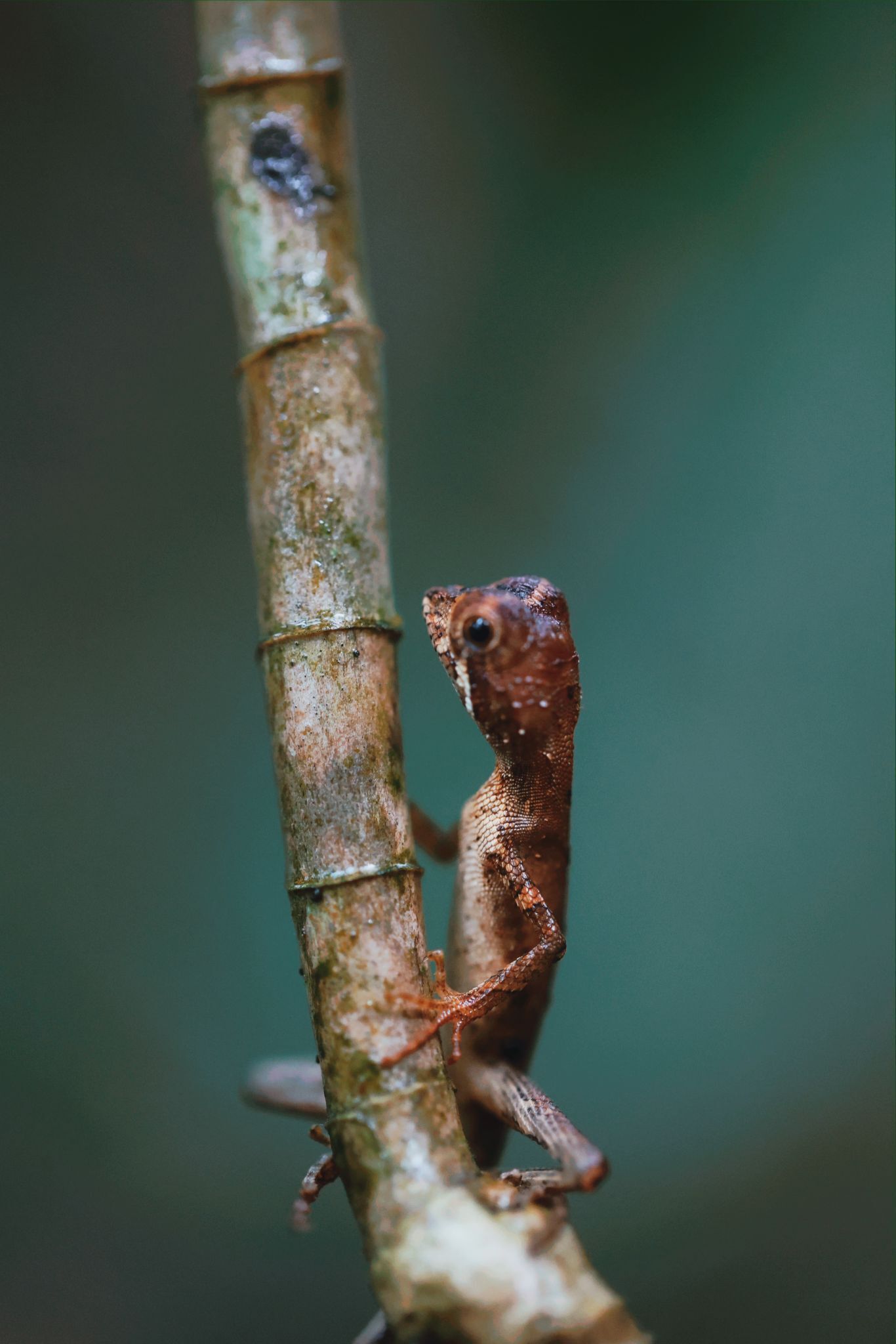 Un lagarto sobre una rama de árbol.
