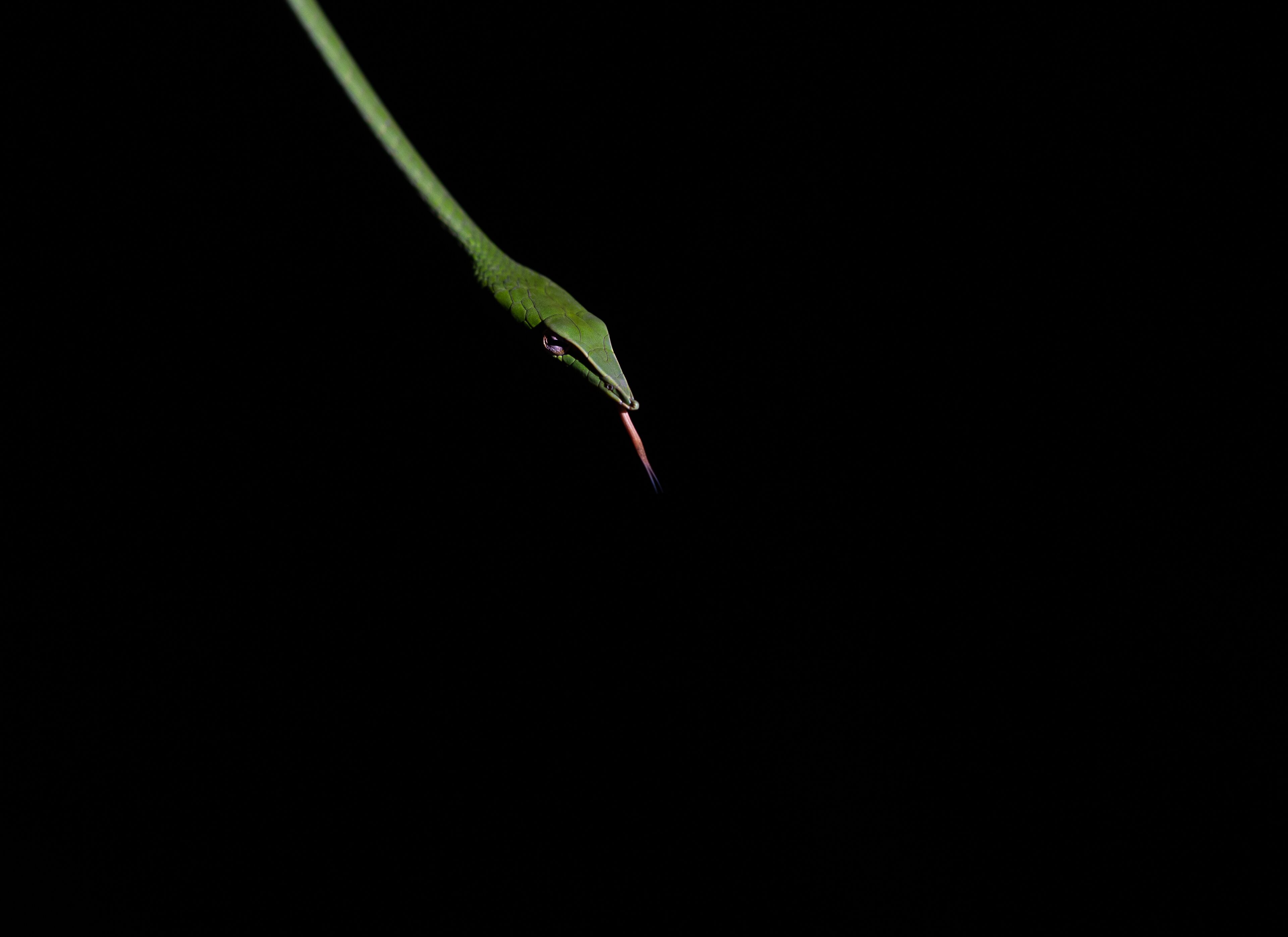 A close-up of a green plant stem with a red object at the tip.