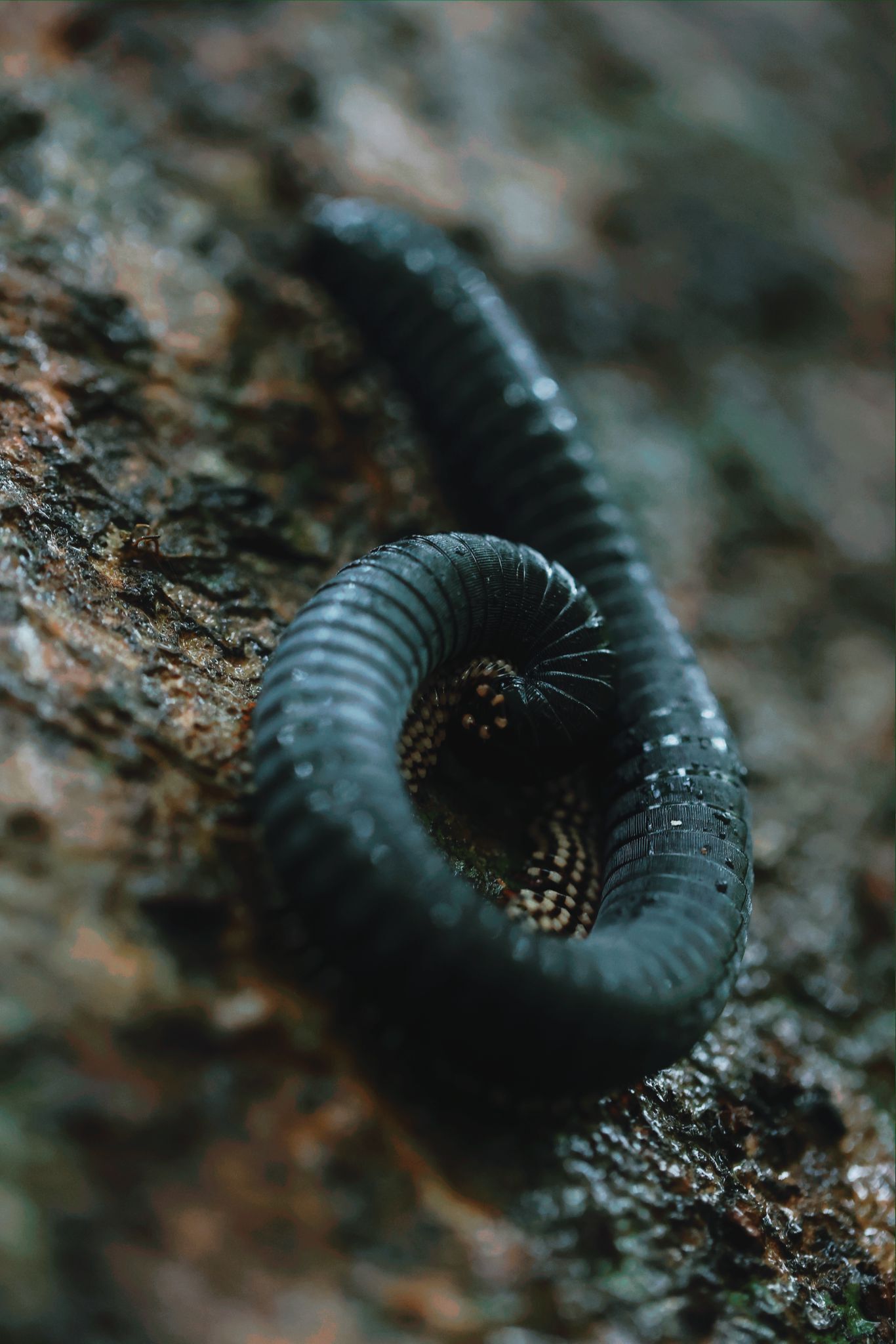 A close-up of a black millipede on a textured surface.