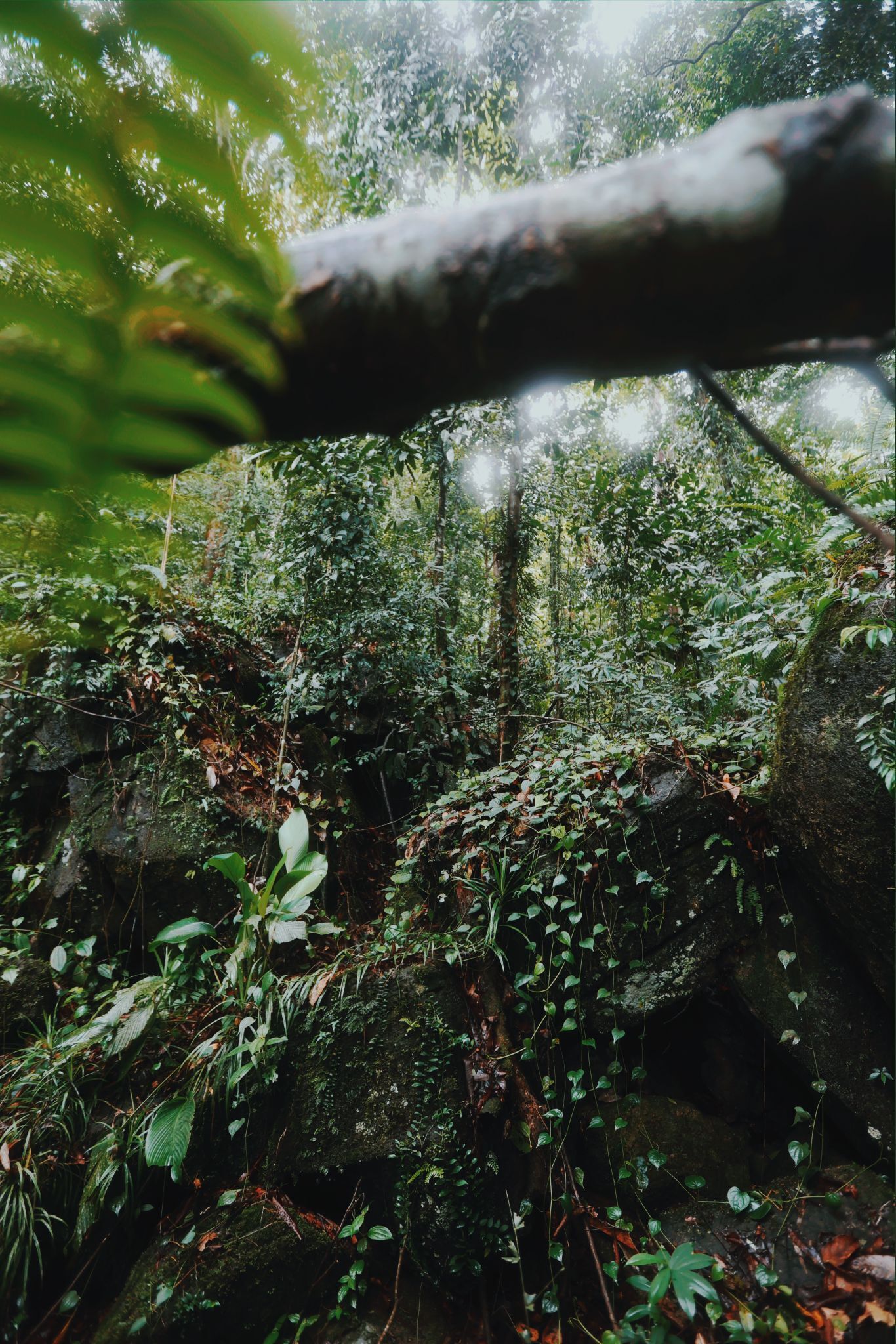 Un bosque frondoso con una roca cubierta de musgo y una rama de árbol caída.