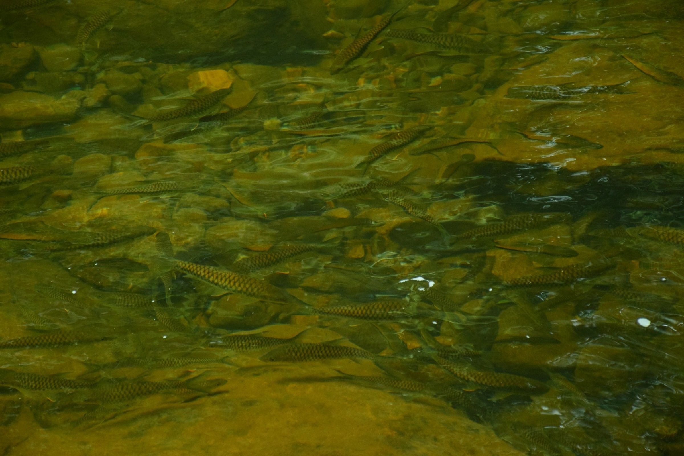 Un gran número de peces nadando en agua cristalina.