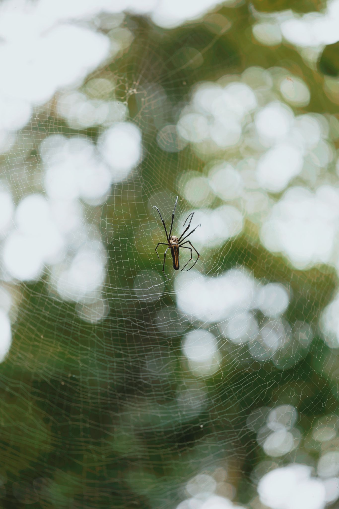 Una araña en su tela.