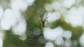 Una araña en su tela.