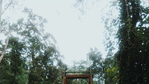 A staircase leading up to a structure surrounded by dense foliage.