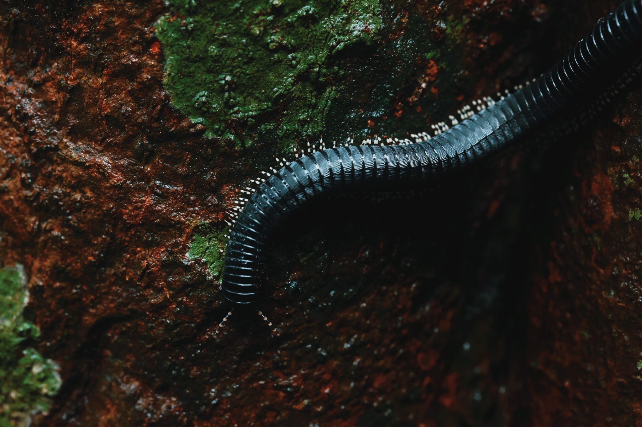 A close-up of a millipede on a moss-covered rock surface.