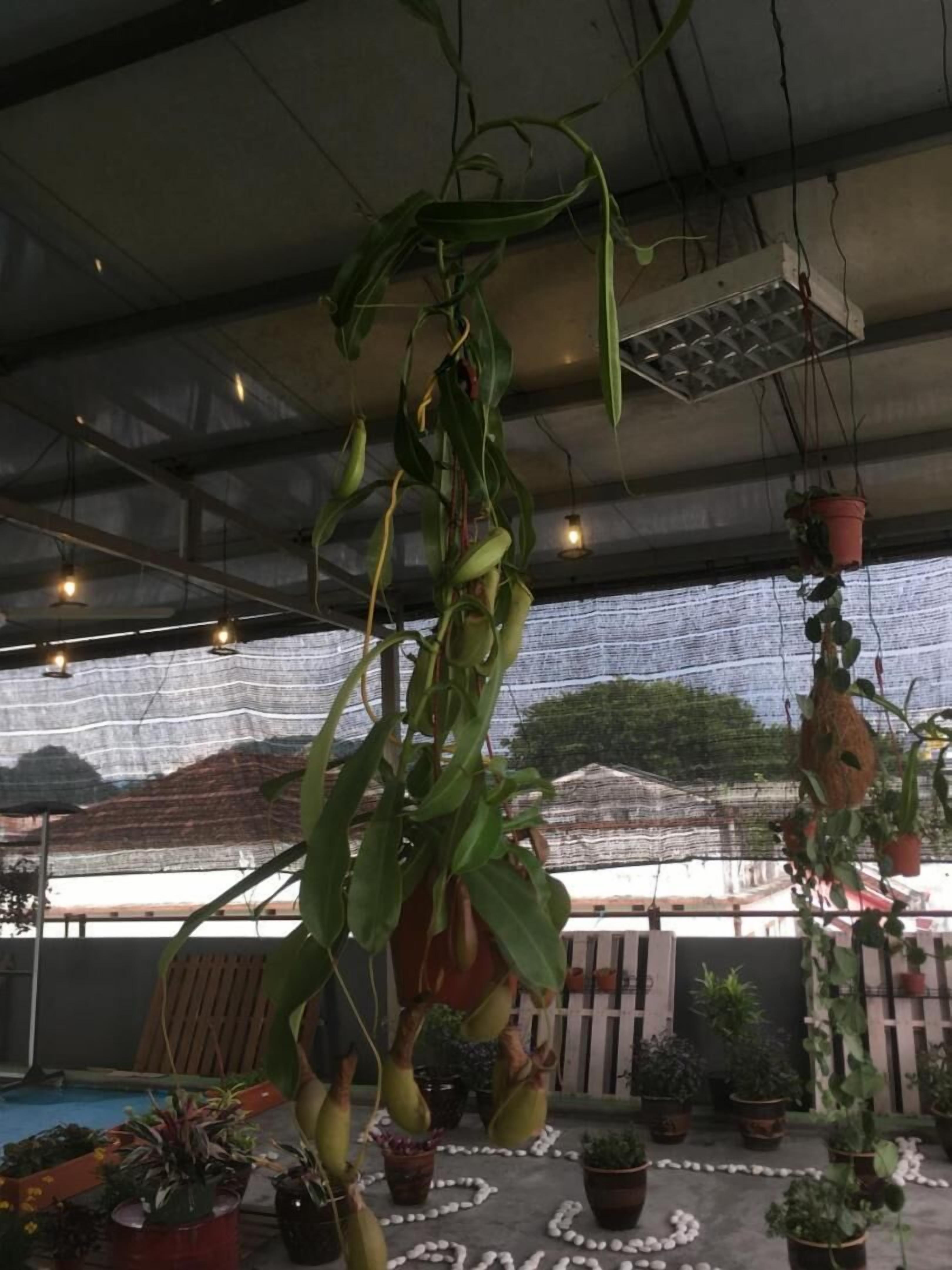 A covered outdoor area with hanging plants and potted plants arranged on the ground.