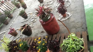 A variety of potted plants arranged on a wooden bench and scattered on the ground. - Anderson Hotel (Ipoh)