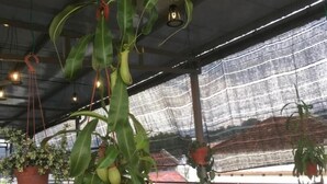 A greenhouse with hanging plants and a variety of potted plants on the ground. - Anderson Hotel (Ipoh)