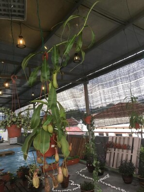 Restaurant - Anderson Hotel (Ipoh)