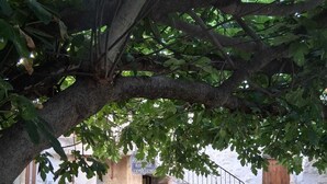 Un patio con un árbol que da sombra, un muro de piedra y una escalera que lleva a un nivel superior.