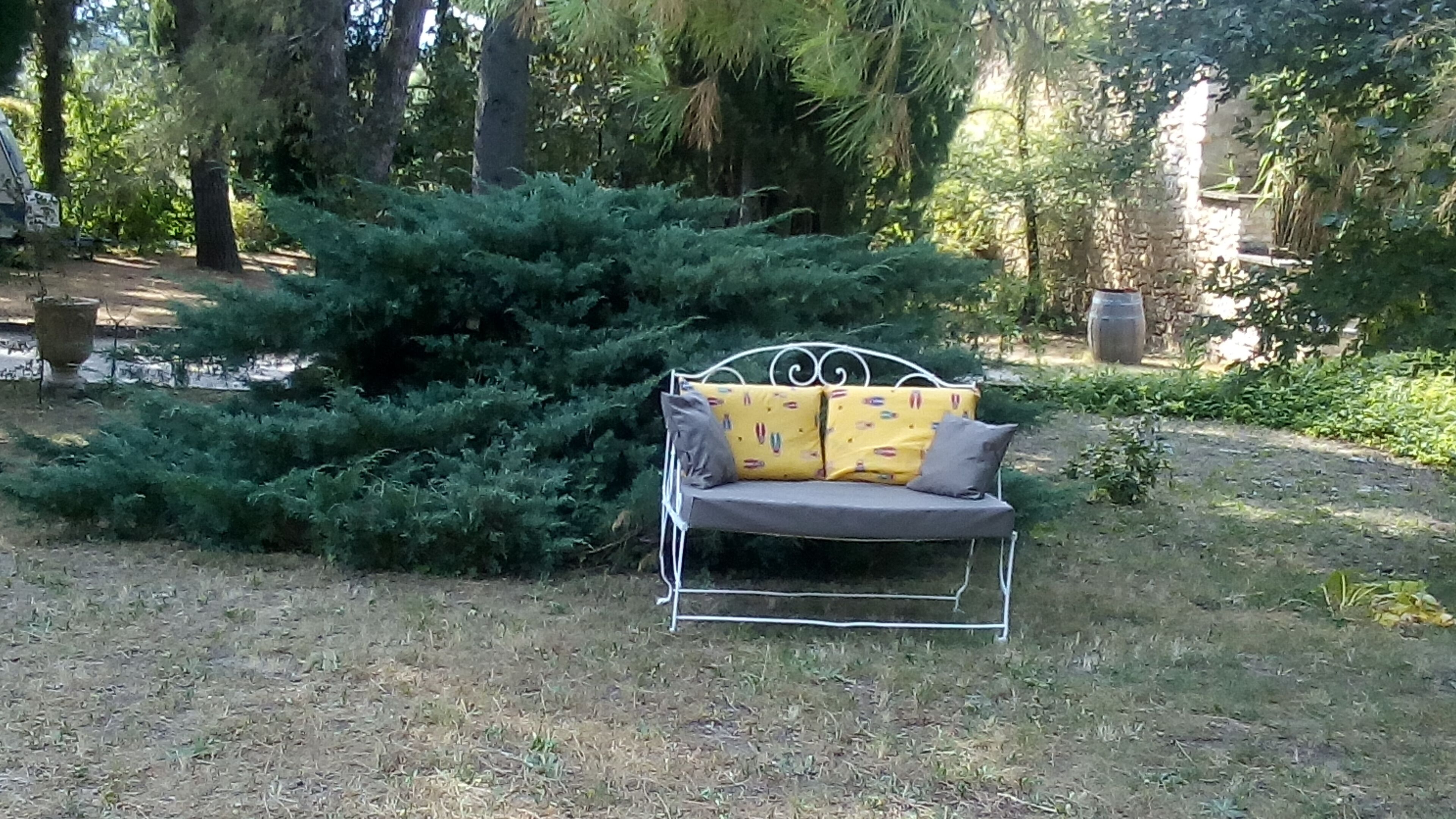 A garden with a metal bench and a small tree.
