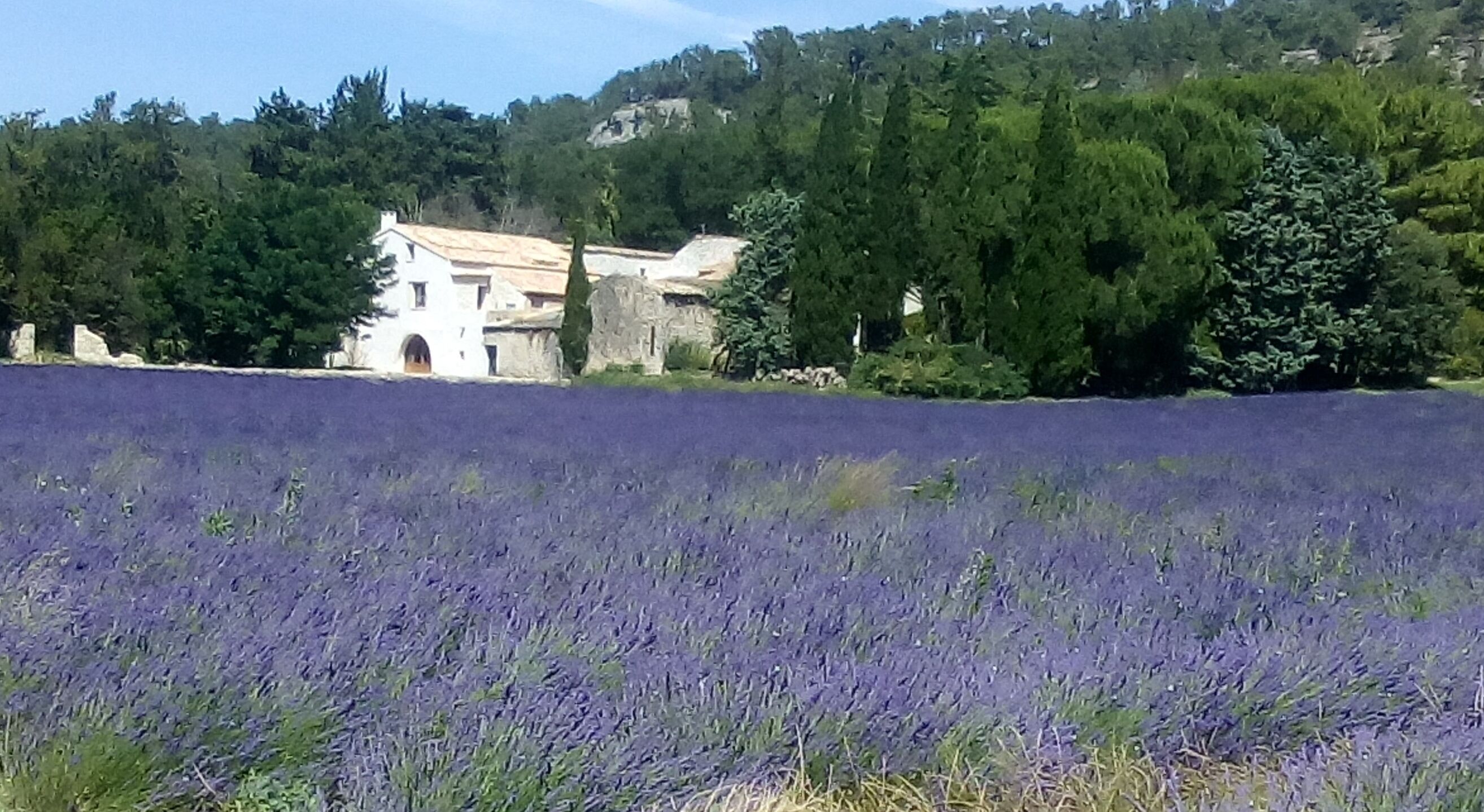 Un campo de lavanda con un edificio de piedra al fondo.