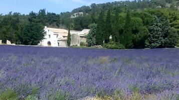 Un campo de lavanda con un edificio de piedra al fondo.