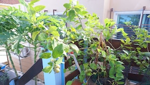 A potted plant with green leaves and small fruits, placed on a balcony with a blue railing.