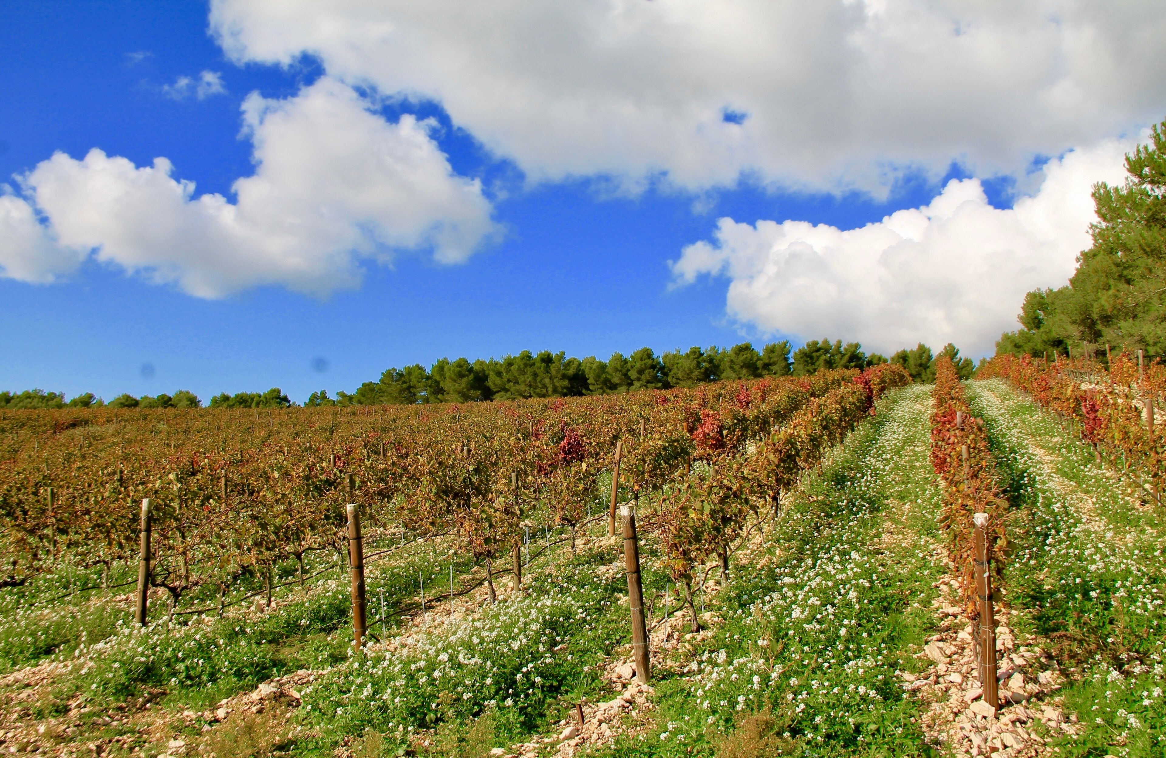 A vineyard with rows of grapevines under a clear sky.